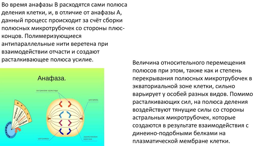 В анафазе деления. Анафаза процессы. Полюса деления клетки. Анафаза функции. Процессы происходящие в анафазе.