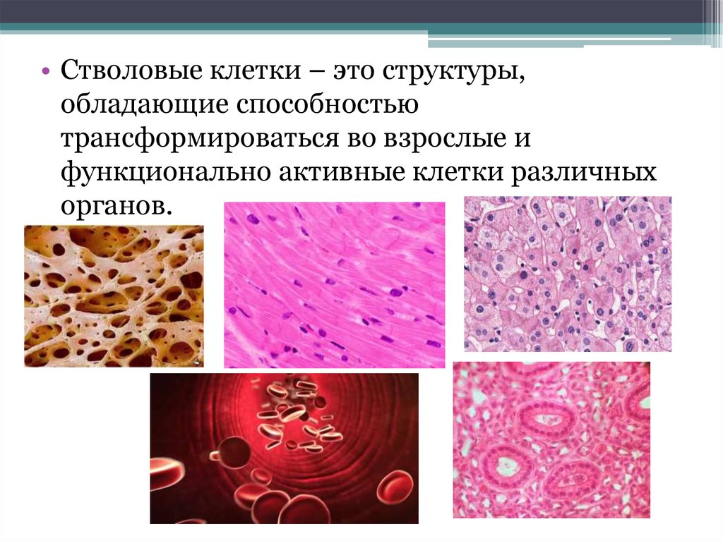 Стволовые клетки применение. Стволовые клетки в медицине. Стволовые клетки использование в медицине. Стволовые клетки презентация. Перспективы стволовых клеток.