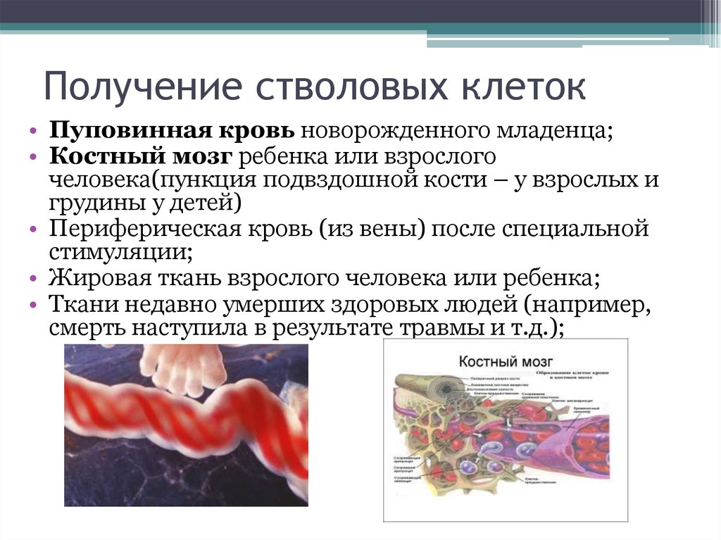 Регенеративная медицина презентация