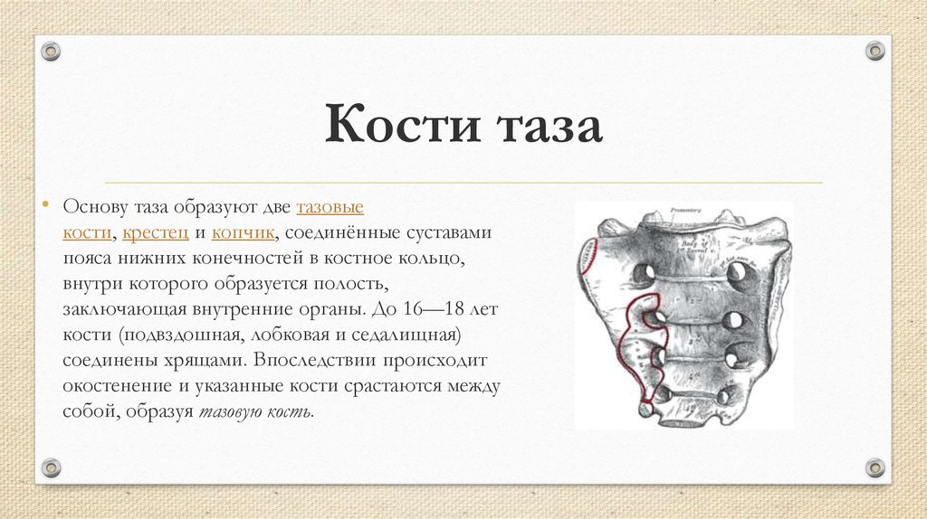 Образована тремя сросшимися костями. Строение крестец костей таза. Окостенение костей таза. Костный женский таз Синельников. Расположение тазовых костей и крестца.