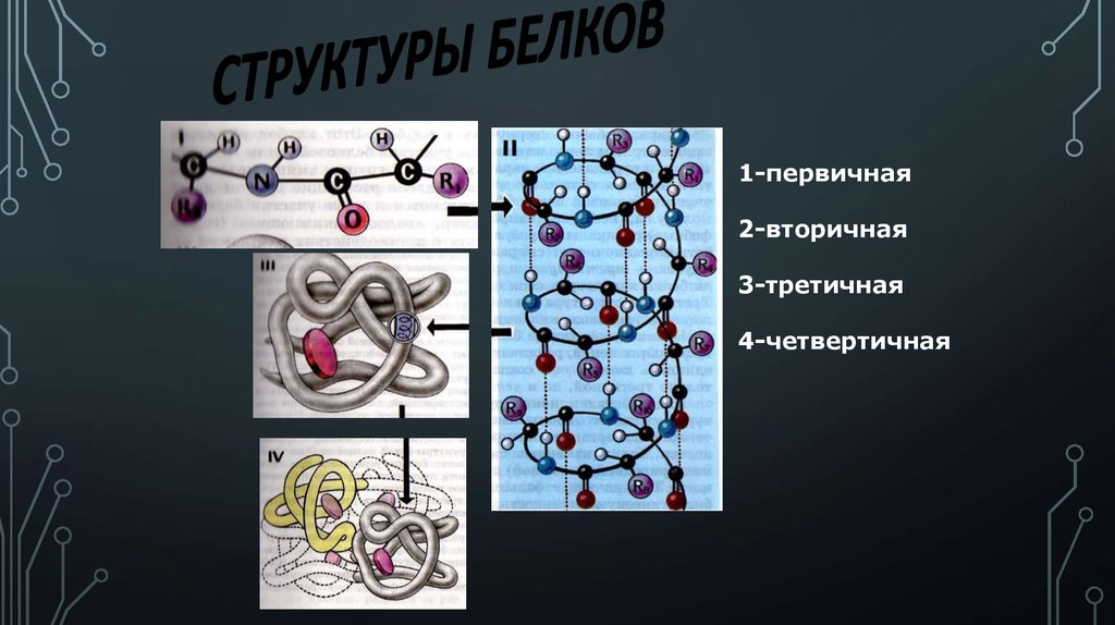 Отметь рисунок на котором представлена четвертичная структура белка