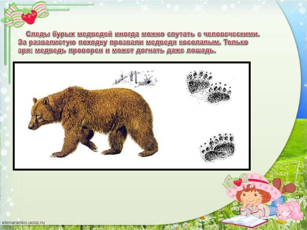 Какой тип развития характерен для медведицы. Медведь идет. Медведь косолапый походка. Бурый медведь косолапый. Следы бурого медведя.