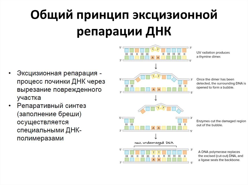 Репарация днк презентация