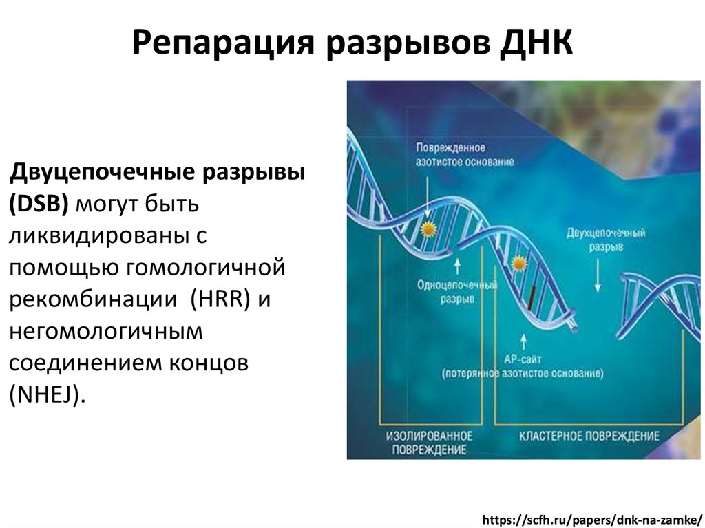 Двуцепочечный фрагмент. Двунитевые разрывы ДНК. Исправление повреждений ДНК. Репарация двуцепочечных разрывов ДНК. Репарация двуцепочечных разрывов.