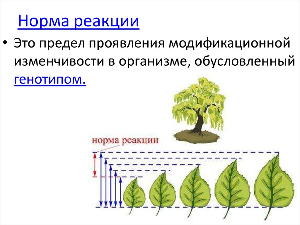 Презентация по биологии 9 класс модификационная изменчивость норма реакции