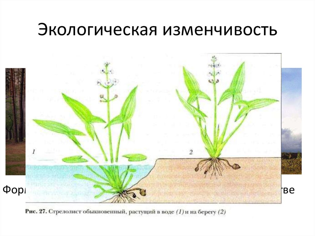 Почему у растений разные формы. Стрелолист обыкновенный. Стрелолист модификационная. Стрелолист модификационная изменчивость.