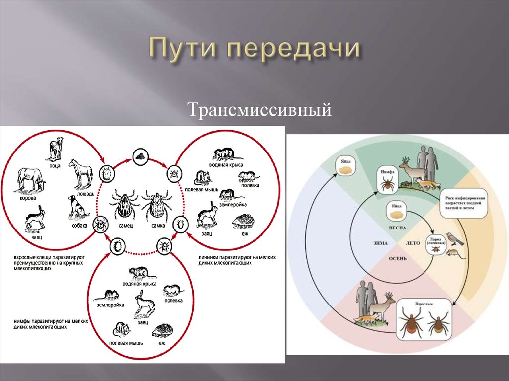 Трансмиссивный путь. Трансмиссивный механизм передачи инфекции. Трансмиссионный путь передачи инфекции это. Трансмиссивный путь передачи заболевания. Пути передачи трансмиссивного механизма.