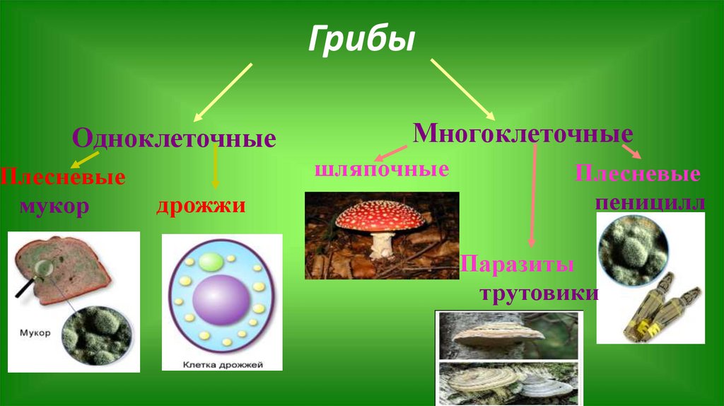 Среди грибов встречаются одноклеточные и многоклеточные