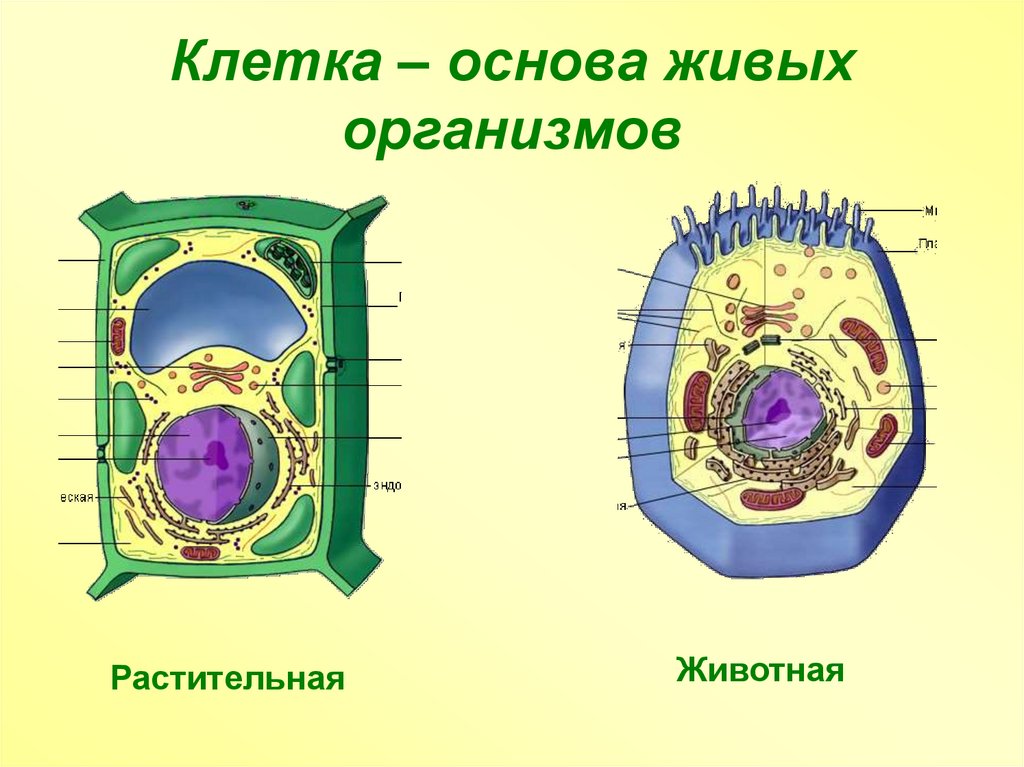 Схема клетки живых организмов