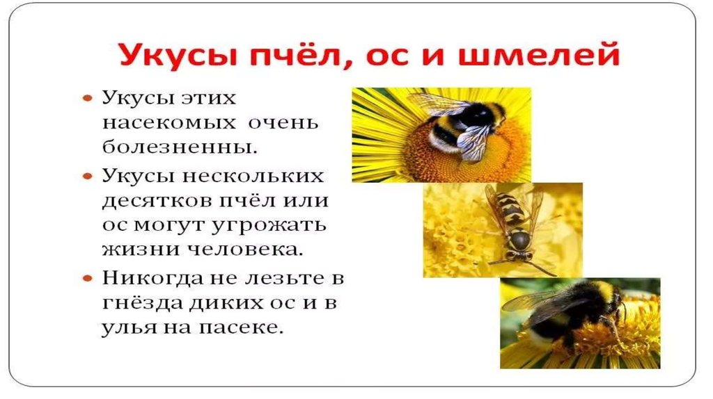 Bee как читается. Не Шмель не пчела а жалит. Загадка не Шмель не пчела а жалит. Не Шмель не пчела а жалит загадка отгадка. План о пчелах осах и шмелях.