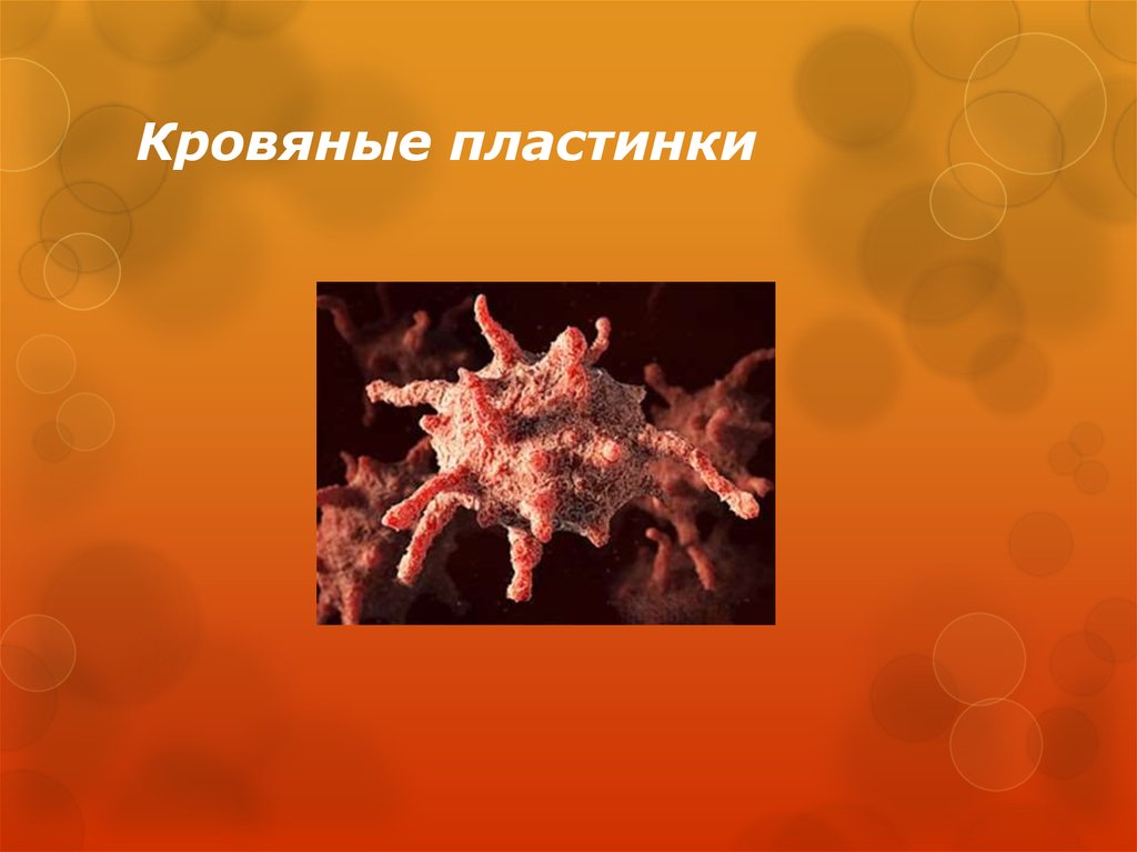 Кровяные пластинки