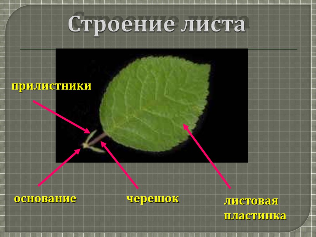 Презентация на тему строение листа