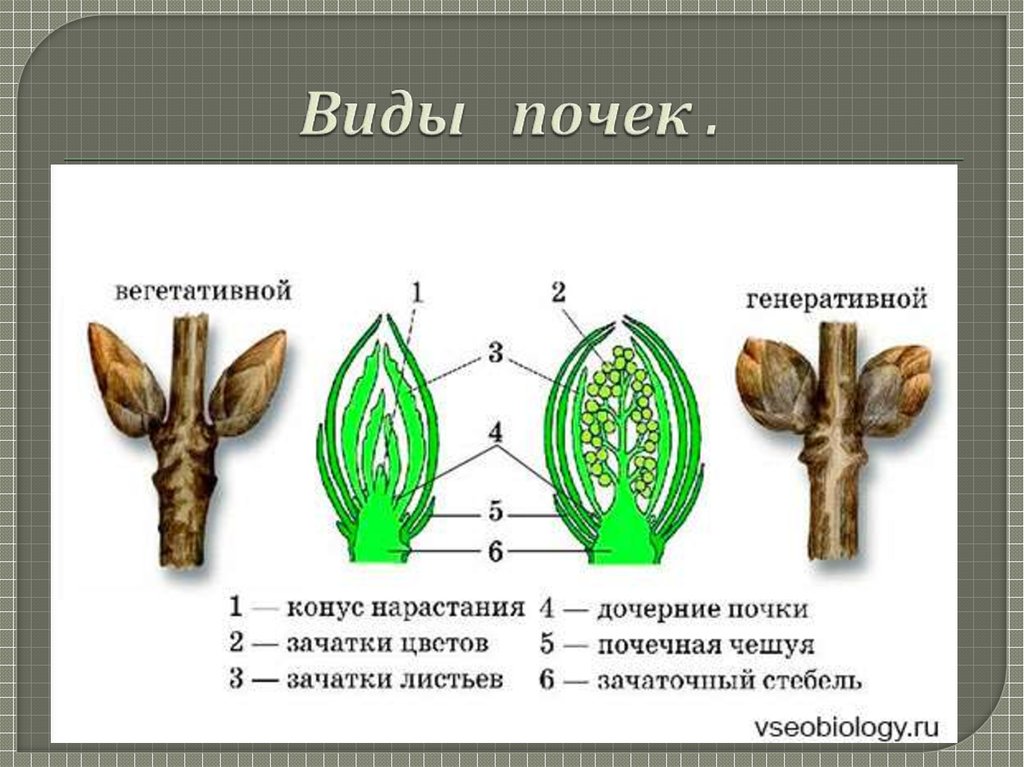 Почка рисунок биология