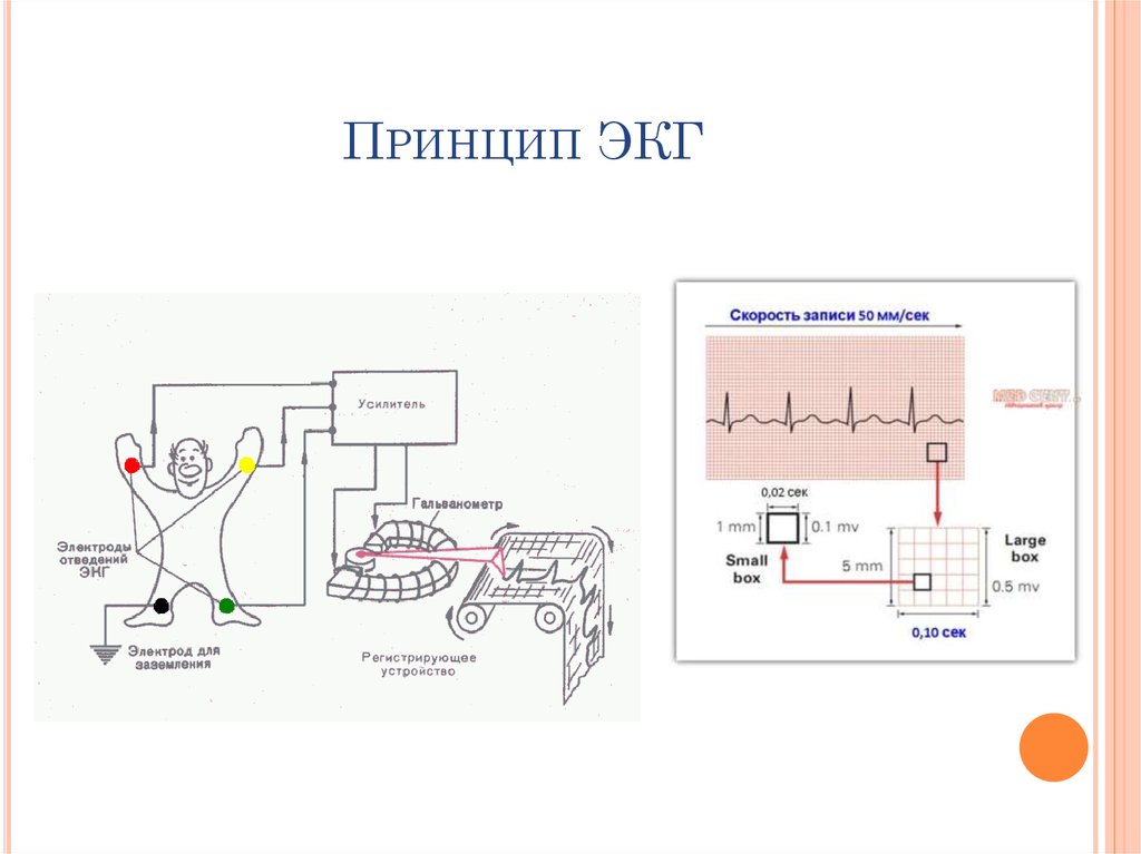 Изучение упрощенной схемы электрокардиографа