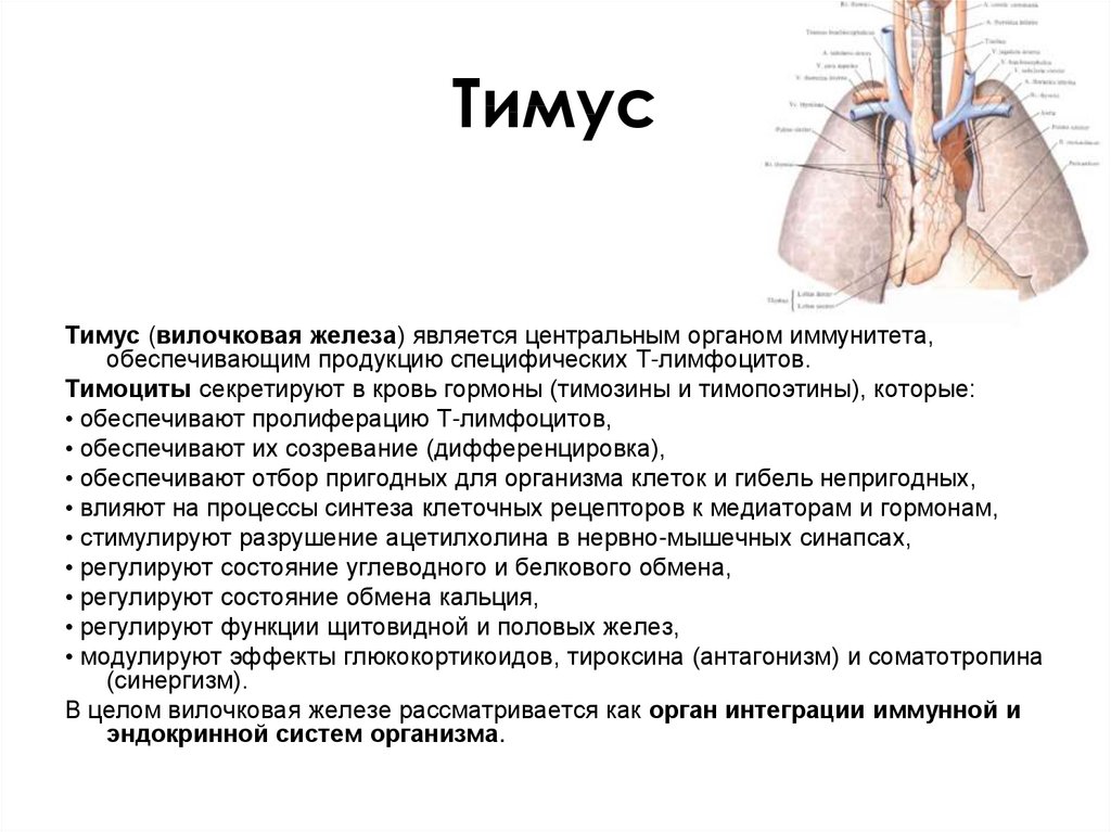 Иммунный орган тимус. Тимус строение и функции. Физиологическая роль тимуса. Железы тимус таблица. Тимус вилочковая железа строение и функции.