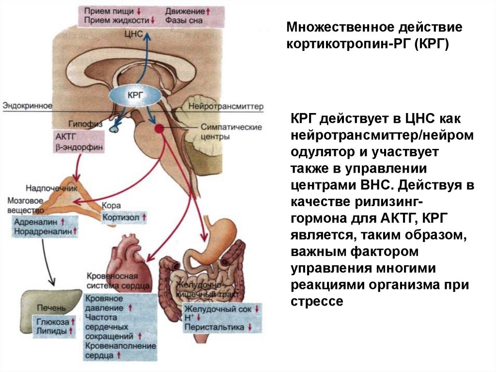 Моторная деятельность желудка физиология