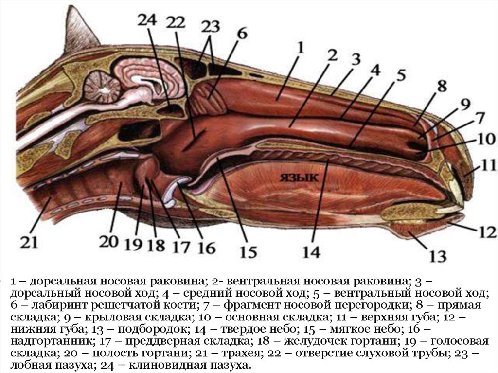 Корень Носа Где Находится Фото