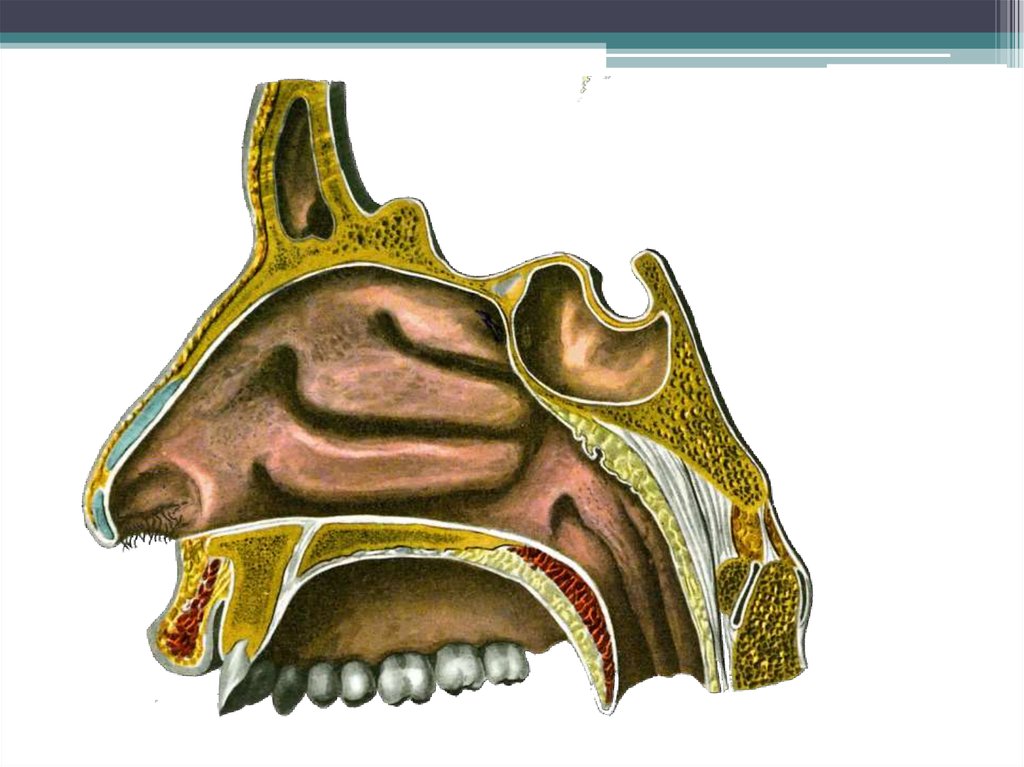 Полость носа анатомия презентация