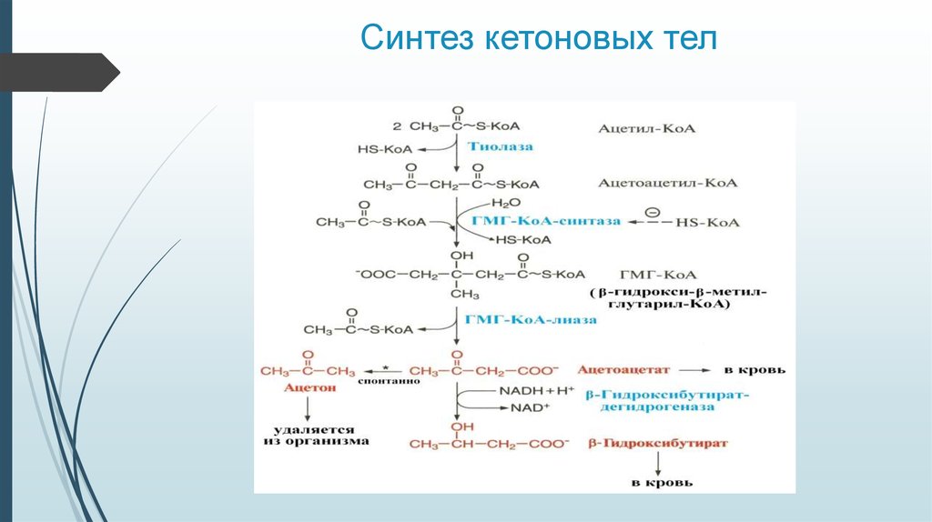 Теле синтез. Синтез кетоновых тел из ацетил-КОА. Образования ацетона в организме схему. Схема реакции синтеза кетоновых тел. Синтез кетоновых тел в печени.