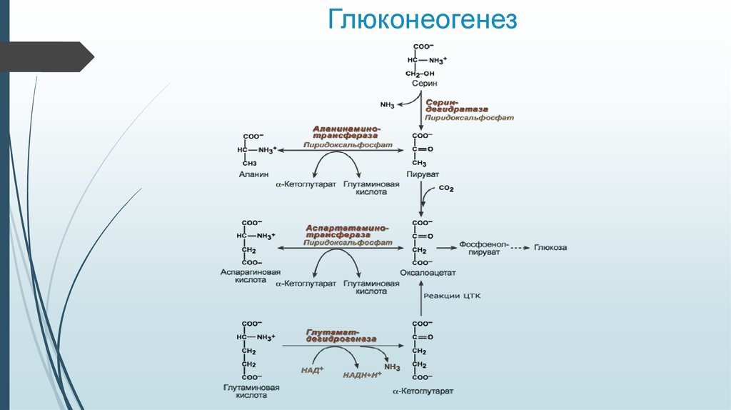 Синтез глюконеогенеза