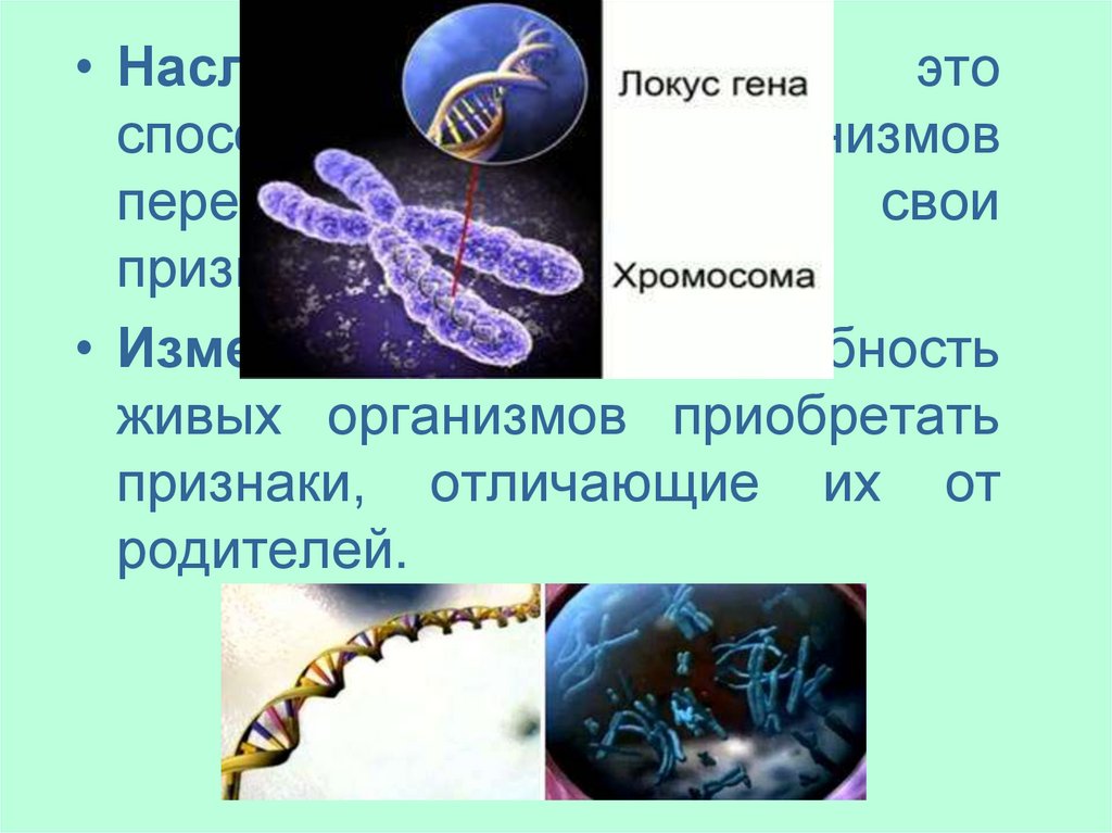 Способность живых организмов приобретать новые