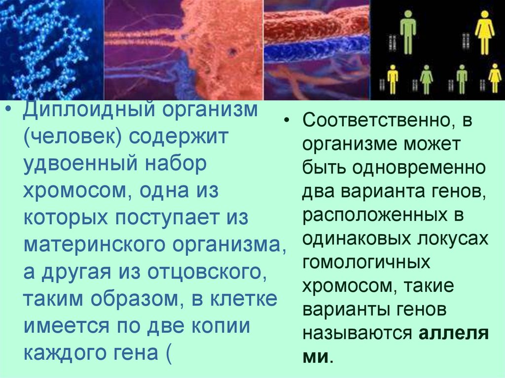 Диплоидный организм. Сперматозоид организма человека содержит набор хромосом диплоидный. Клетки эпидермиса человека содержат 46 17 23 хромосомы. Среда материнского организма это.