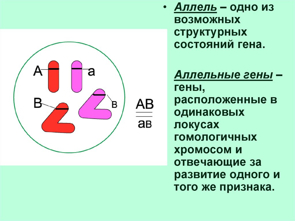 Группа аллельных генов. Локус и аллель. Гены и аллели. Аллельные состояния Гена. Гены расположенные в одинаковых локусах гомологичных хромосом.