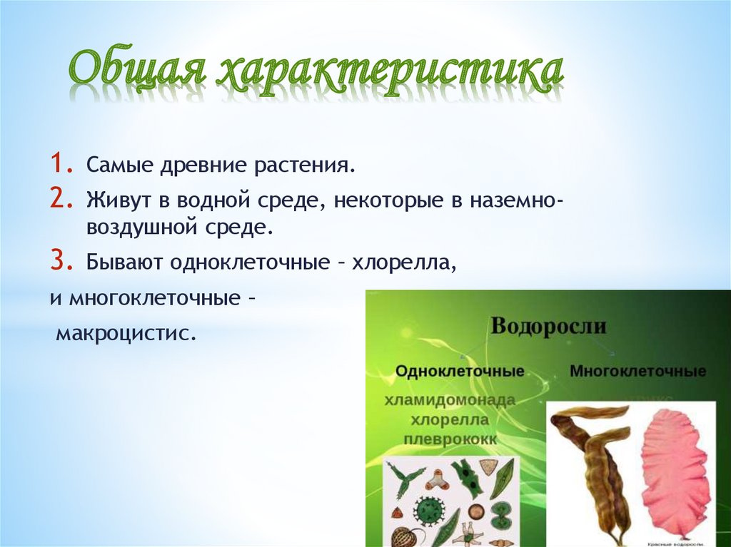 Тест водоросли 6. Особенности строения водоросли макроцистис. Жизненный цикл плеврококка. Плеврококк водоросль строение. Признаки подцарства многоклеточные.