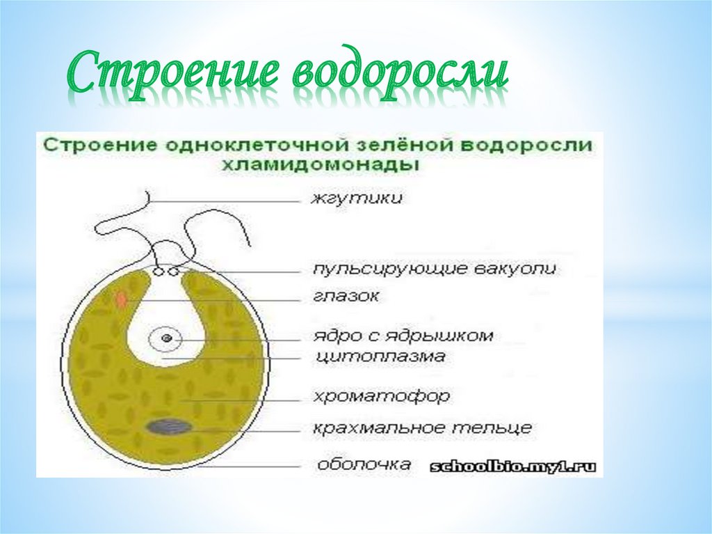 Строение хлореллы