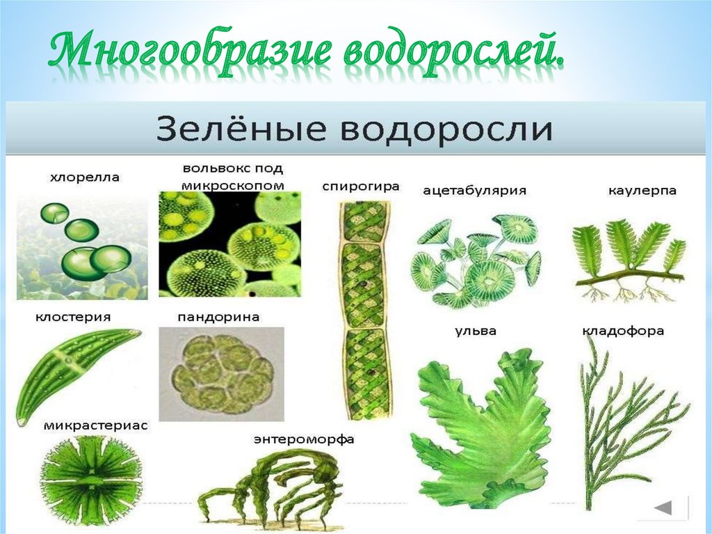 Представители группы водоросли. Представители зеленых водорослей 5 класс биология. Одноклеточные зеленые водоросли 5 класс биология. Представители водорослей 7 класс. Зеленые водоросли 5 класс биология.