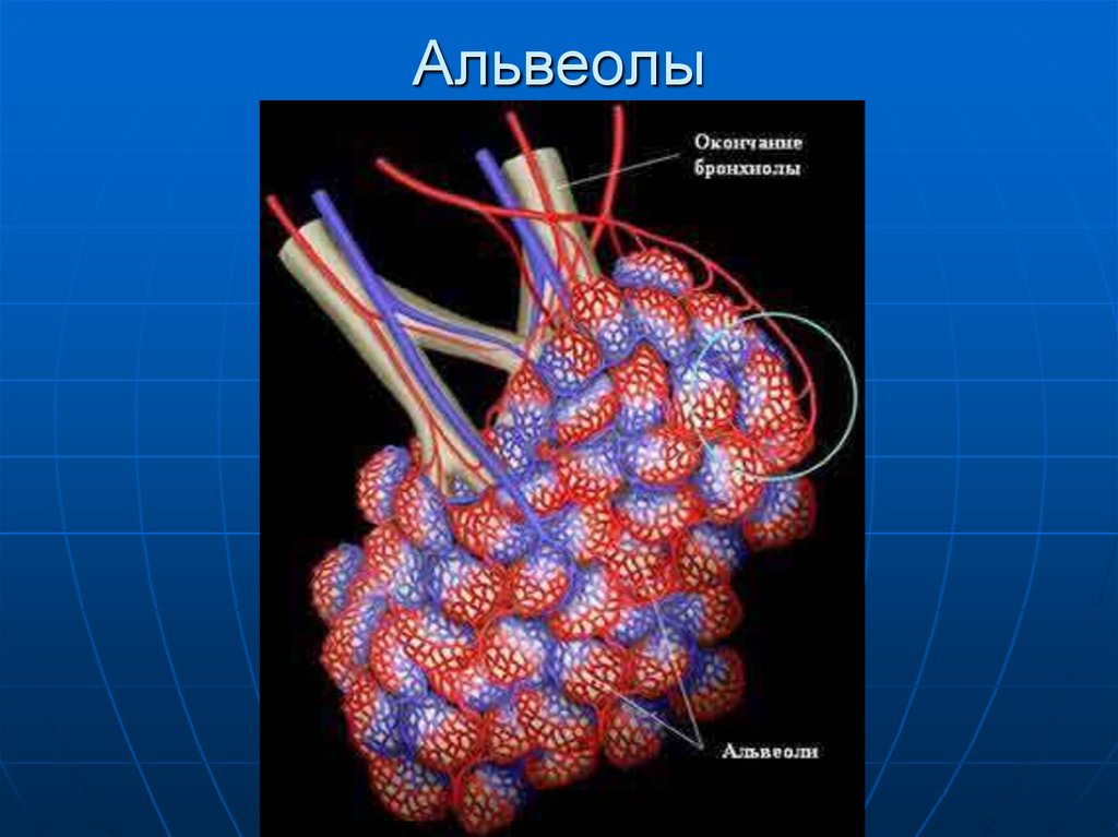 Альвеолы в легких фото