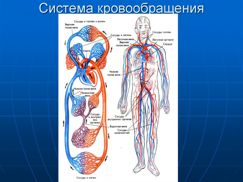Основные органы кровообращения. Система кровообращения. Система органов кровообращения. Сптокние системы кровообращения. Кровеносная система человека.