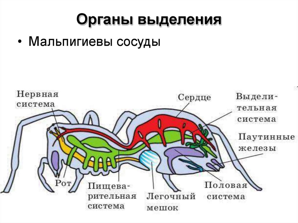 Паук крестовик замкнутая или незамкнутая. Строение выделительной системы паука. Нервная система паукообразных 7 класс. Нервная система паукообразных 7 класс биология. Выделительная система паука крестовика.