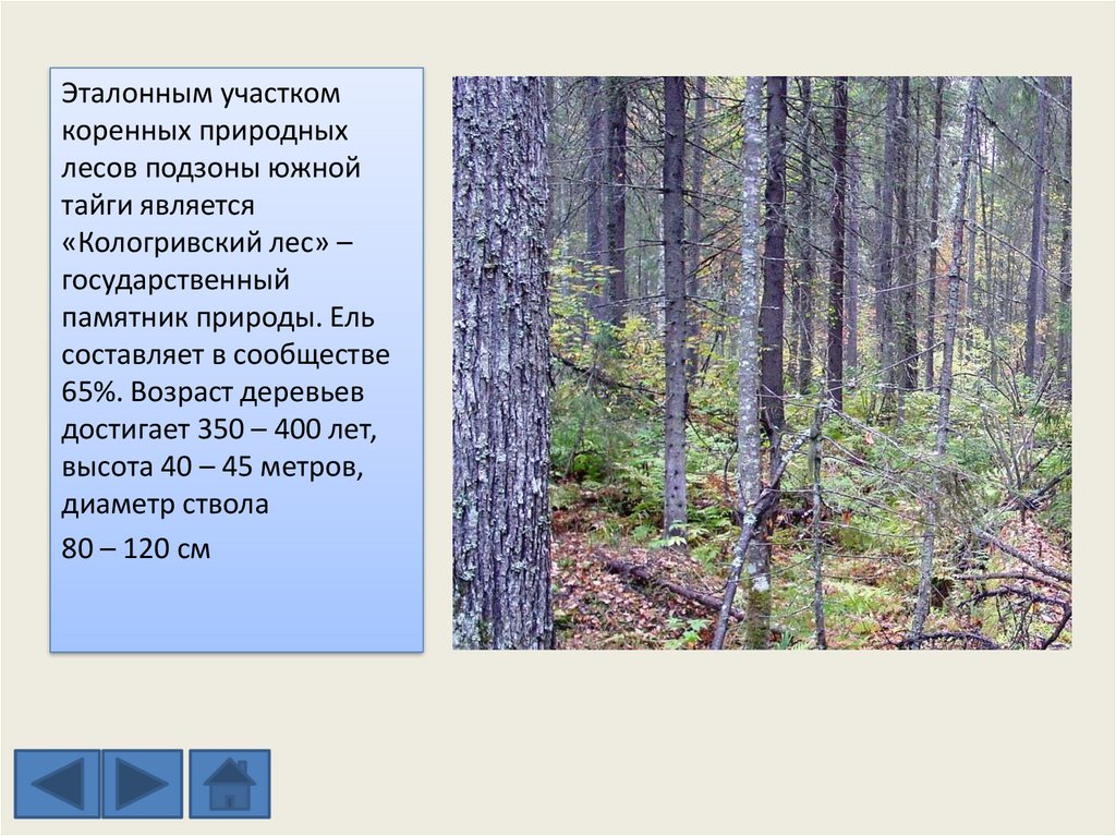 Природная зона расположенная южнее тайги. Заповедник Кологривский лес Костромской области. Подзоны тайги. Подзоне Южной тайги. Кологривский лес презентация.