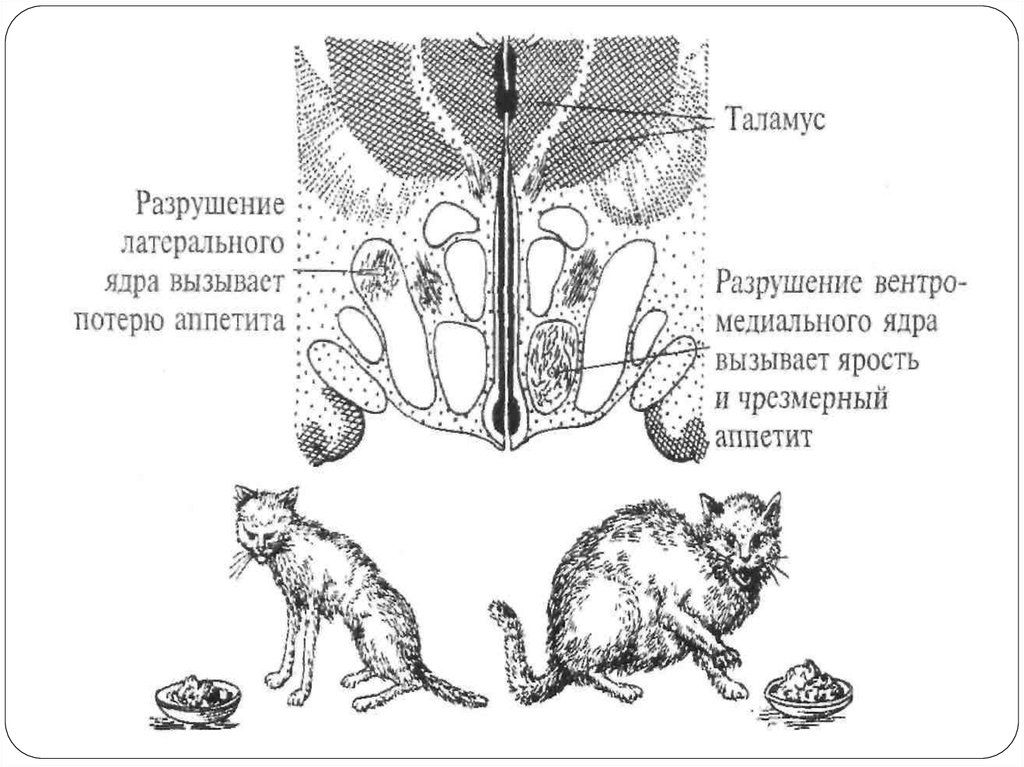 Регуляция у животных. Регуляция полового поведения. Регуляция полового поведения у животных.. Регуляция полового поведения самцов. Половое поведение физиология.