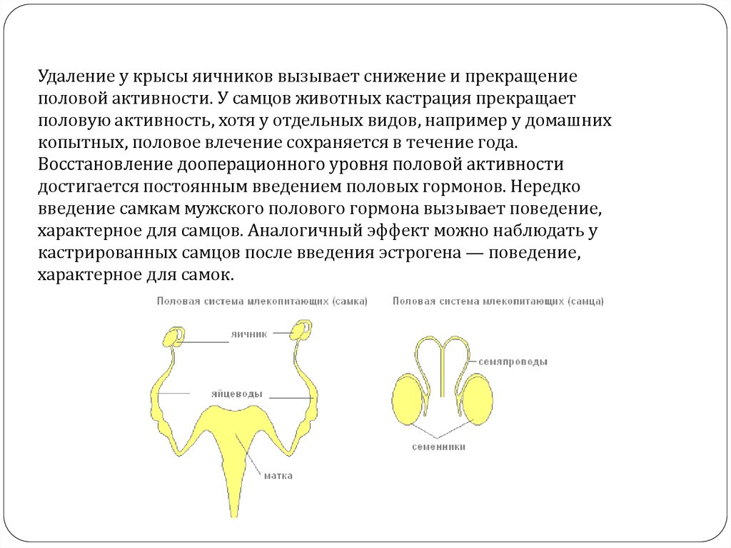 Особенности строения женских половых. Половая система млекопитающих строение. Половая система млекопитающих схема. Строение половой системы крысы. Функции половой системы млекопитающих.