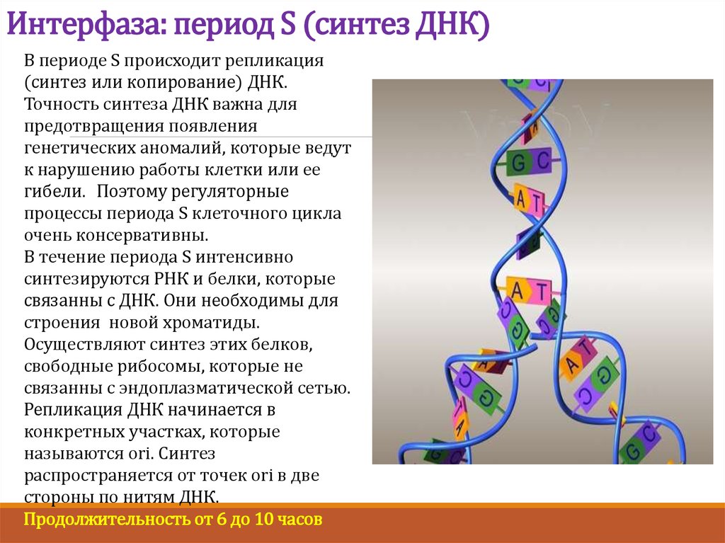 Синтез днк происходит в