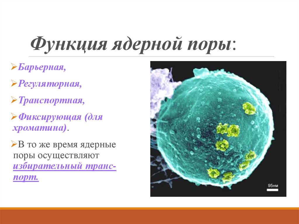 Пора кратко. Ядерные поры функции в клетке. Ядерные поры функции. Ядерные поры строение и функции. Функции пор в ядре.