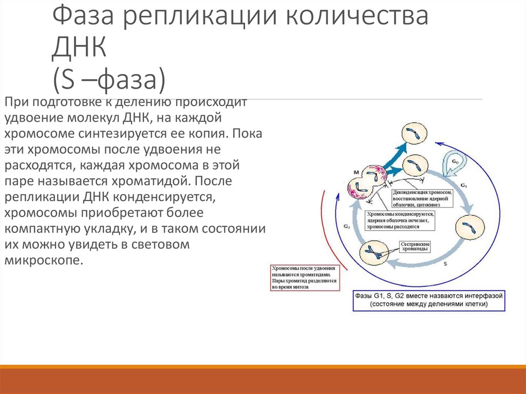 Репликация происходит в