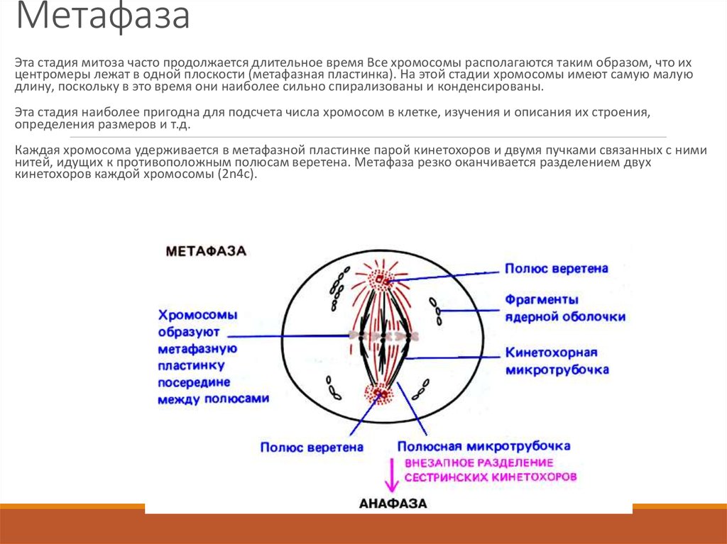 Метафаза хромосомы. Кинетохор метафаза. Характеристика метафазы. Метафаза митотического деления процессы. Метафаза функции.