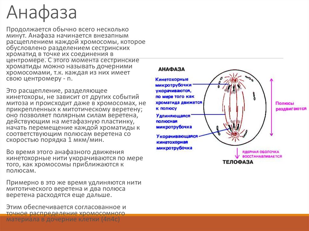 Витамины анафаз. Анафаза строение. Анафаза митоза схема. Стадия анафазы. Анафаза функции.