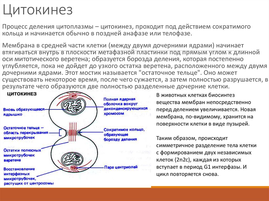 После деления