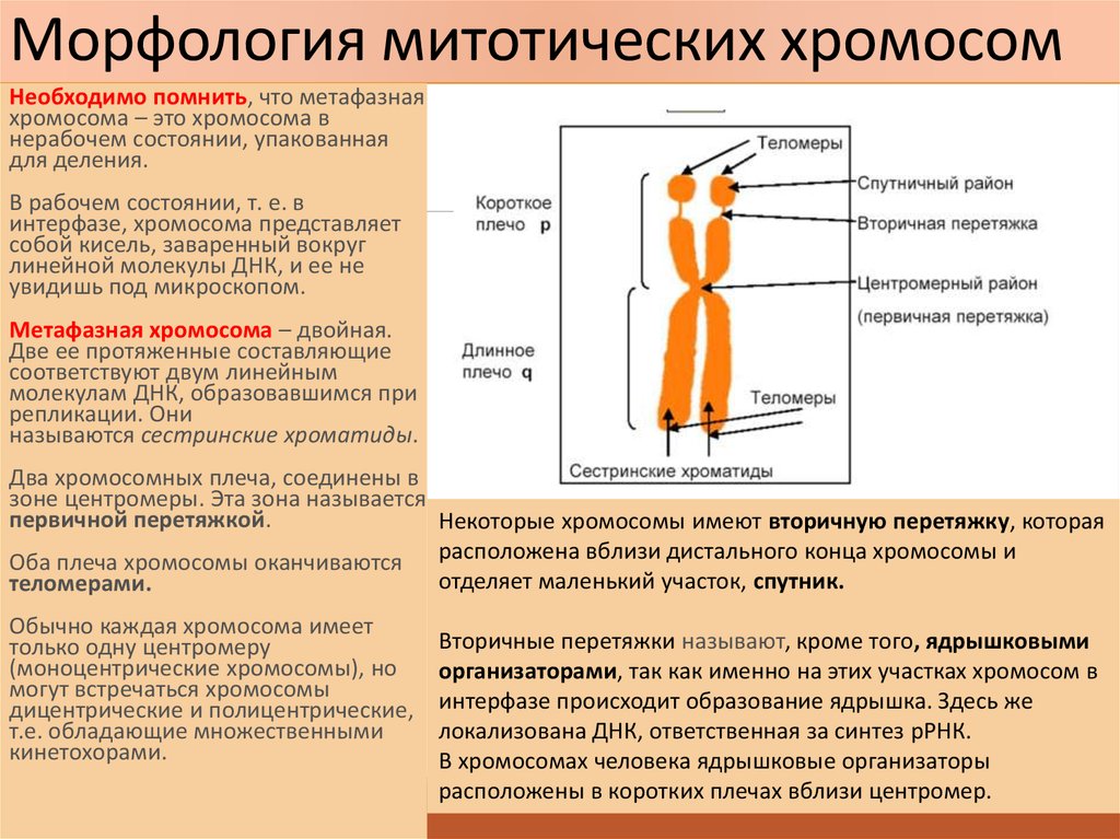 Какие типы хромосом вам известны