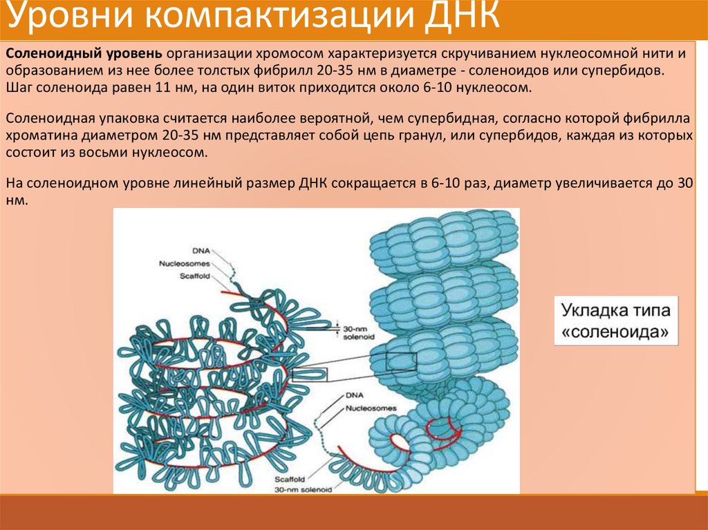 Рассмотрите рисунок на котором представлена схема компактизации упаковки наследственного материала