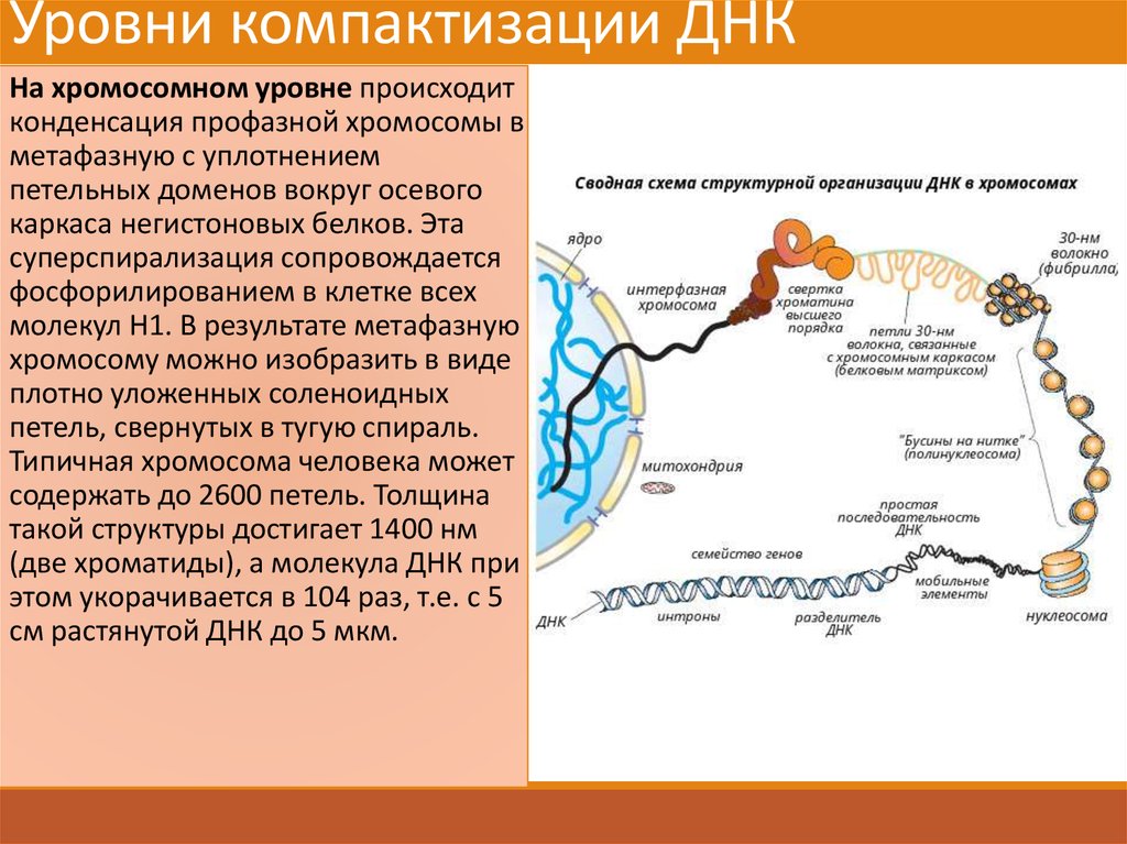 Компактизация днк исчезновение ядерной оболочки