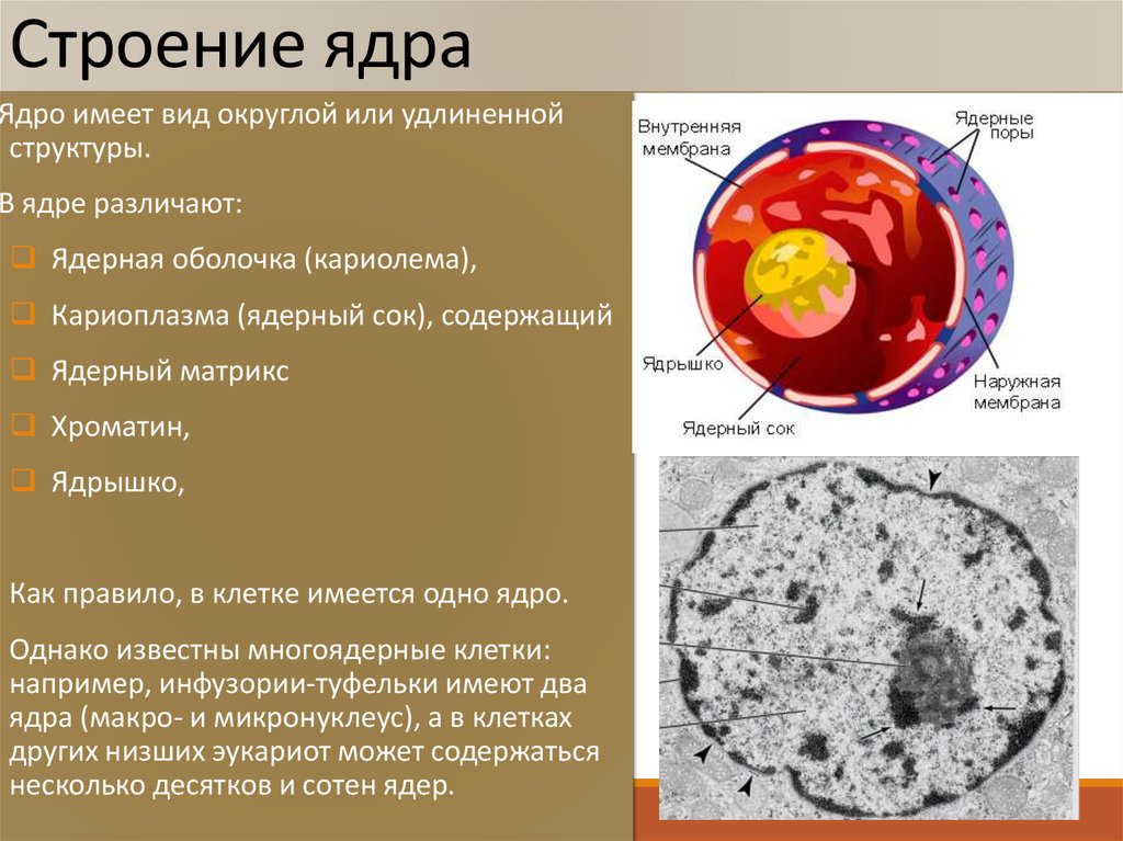 Извлечение соматического ядра клетки. Строение и функции ядрышка клетки. Ядро клетки строение и функции. Структура и функции ядра клетки. Строение клетки ядро строение.