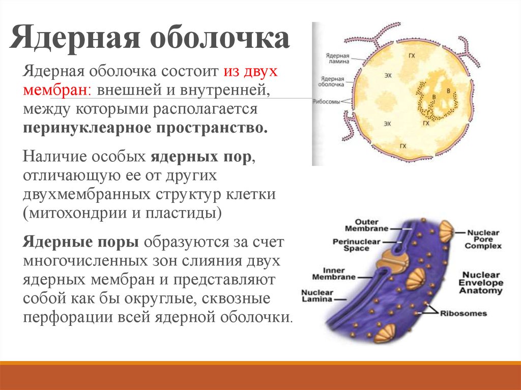 Ядерная мембрана рисунок