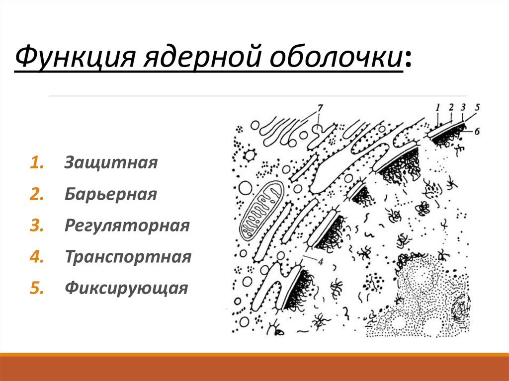 Ядерная мембрана рисунок