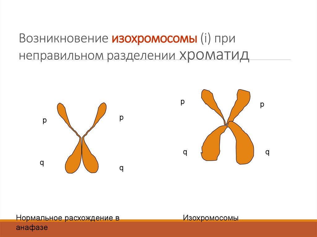 Кольцевая хромосома. Изохромосомы. Дицентрические и кольцевые хромосомы. Кольцевые хромосомы изохромосомы. Образование изохромосом.