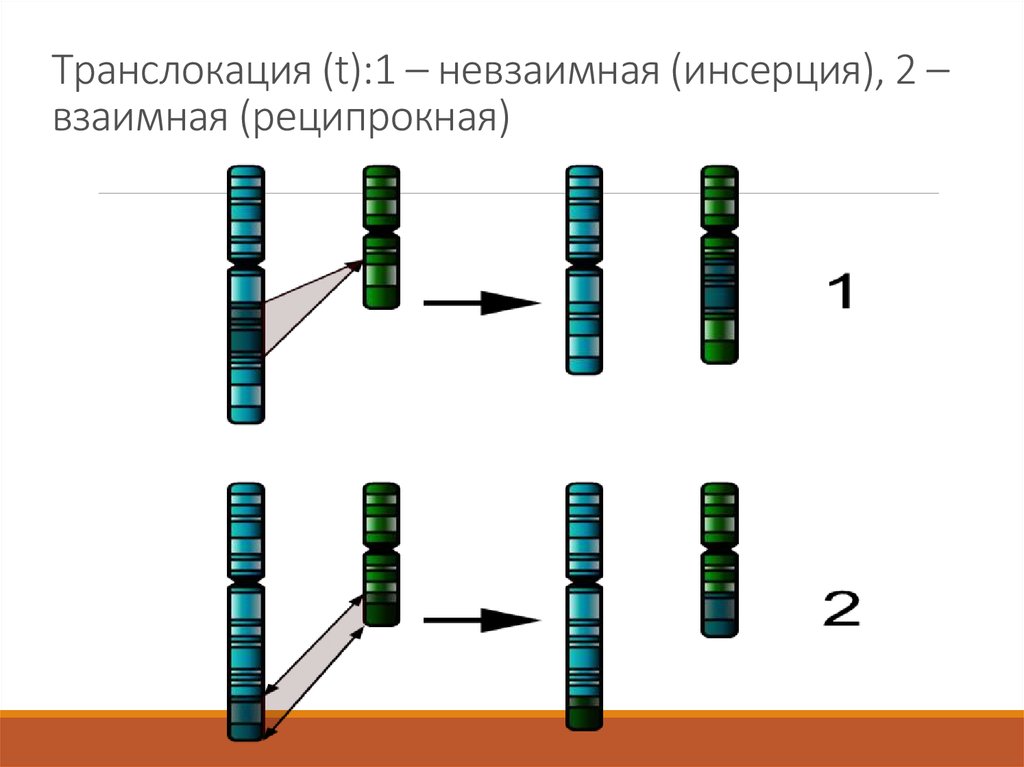 Транслокация